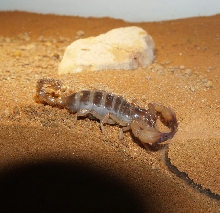 U. Yaschenkoi outside burrow